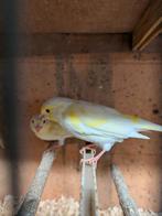 Kanaries, Dieren en Toebehoren, Vogels | Kanaries