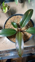 Philodendron impirial red “variegata”, Ophalen of Verzenden