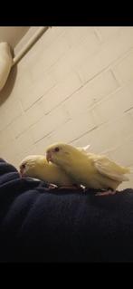 Handtamme catharina parkieten 2025, Dieren en Toebehoren, Vogels | Parkieten en Papegaaien, Geslacht onbekend, Parkiet, Geringd