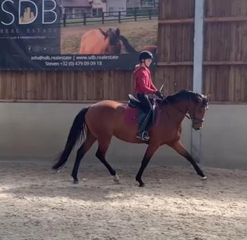 4 jarige merrie beschikbaar voor biedingen