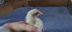 1 kuiken Silverrudd bla splash / Isbar haantje, Dieren en Toebehoren, Pluimvee, Mannelijk, Kip