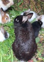 Jeunes lapins, Dieren en Toebehoren, Konijnen