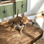 Kleinblijvend chichuahuatje, Dieren en Toebehoren, Honden | Chihuahua's en Gezelschapshonden, België, Particulier, Reu, CDV (hondenziekte)