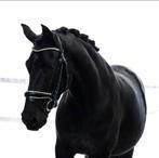 Zwarte andalusier cruzado pre ruin, Dieren en Toebehoren, Paarden, Minder dan 160 cm, B, Ruin, 3 tot 6 jaar