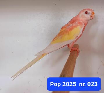 Bourkes  beschikbaar voor biedingen