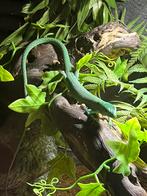 Gastropholis prasina 1.1 of 1.2, Dieren en Toebehoren, Hagedis, Tam, 0 tot 2 jaar
