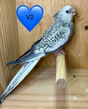 EAM mannelijke valkparkiet beschikbaar voor biedingen