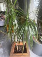 Palm-planten (80cm en 60cm) - gratis af te halen, Maison & Meubles, Plantes d'intérieur, Plante verte, Plein soleil, Palmier, Enlèvement