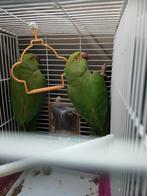 Halsbandparkieten een jaar 20 per stuk  of 6 voor 100 euro