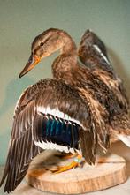 Opgezette parkeend Taxidermy, Verzamelen, Dierenverzamelingen, Ophalen of Verzenden, Vogel