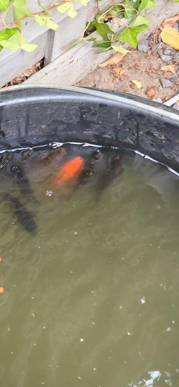 Goudvissen, Poisson(s) rouge(s)