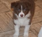 Border collie pups, black-merle en chocolate-white, Dieren en Toebehoren, Honden | Herdershonden en Veedrijvers, België, CDV (hondenziekte)