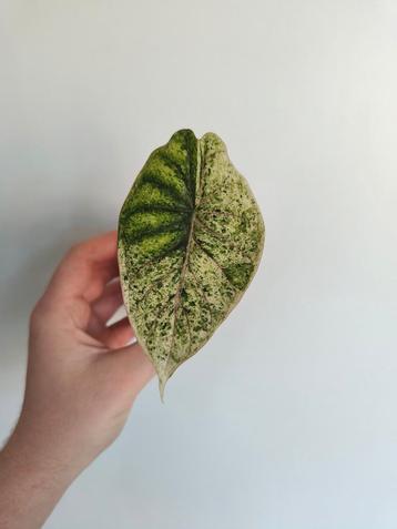Alocasia Dragon Scale Mint Variegata, Huis en Inrichting, Ophalen