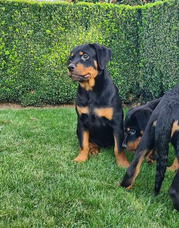 rottweiler pups teefjes beschikbaar voor biedingen