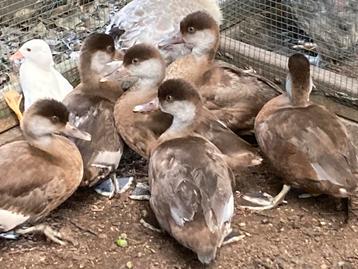 6 jonge krooneenden beschikbaar voor biedingen