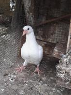 Koppel jonge witte duiven., Dieren en Toebehoren, Overige soorten, Meerdere dieren