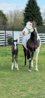 Paint Overo Merrie + Hengst Veulen( vader believe in Lazy ), Dieren en Toebehoren, Gechipt, Niet van toepassing, Westernpaard