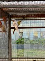 Kweekkoppel Pennant parkieten te koop, Dieren en Toebehoren, Meerdere dieren, Parkiet, Geringd