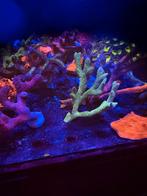 Groene montipora digitata(baby blue polyp), Overige typen, Zoutwatervis