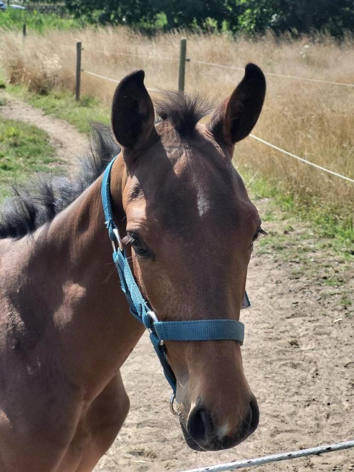 Prachtig veulen te koop, Dieren en Toebehoren, Paarden, Hengst, Onbeleerd, Minder dan 160 cm, 0 tot 2 jaar, Springpaard, Met stamboom