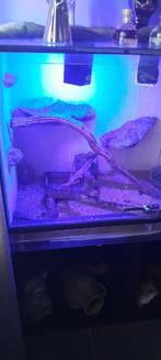 terrarium met koren slang van 1 meter, Dieren en Toebehoren, Reptielen en Amfibieën, Slang, Met terrarium, 3 tot 6 jaar