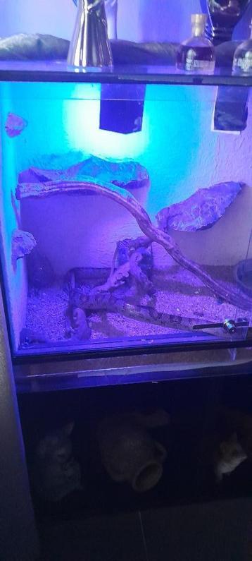 terrarium met koren slang van 1 meter  beschikbaar voor biedingen