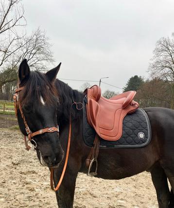 Ludomar Venus beschikbaar voor biedingen