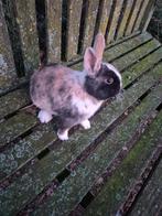 Dwergkonijn Ram, Dieren en Toebehoren, Konijnen, Mannelijk, Dwerg, 0 tot 2 jaar