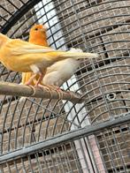 Derniers canaris disponibles