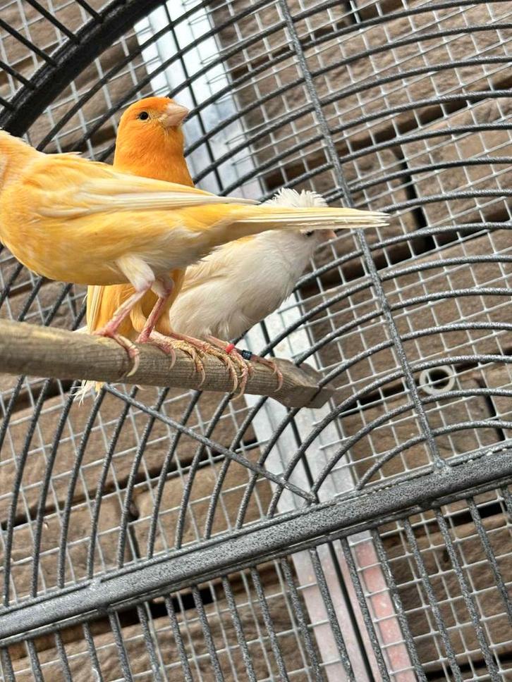 Derniers canaris disponibles, Animaux & Accessoires, Oiseaux | Canaris