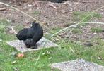 Cochin kriel, Dieren en Toebehoren, Pluimvee, Vrouwelijk, Kip