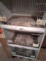 kanarie, Dieren en Toebehoren