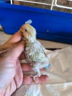 Handopfok dwergpapegaai agapornis roseicollis, Dieren en Toebehoren