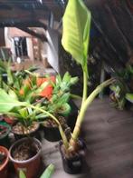 Bananenplant, Tuin en Terras, Ophalen