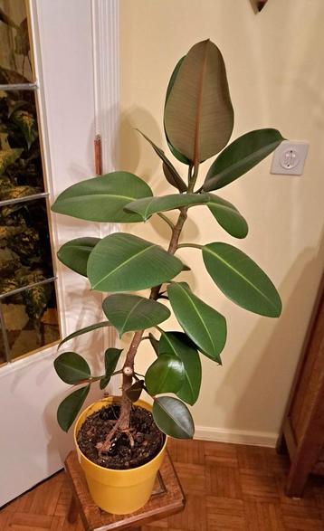 Ficus Robusta  - Rubberplant  90cm beschikbaar voor biedingen