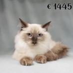 Zachte Ragdoll kittens, katertjes en kattinnetjes, Dieren en Toebehoren, Meerdere dieren, Gechipt, 0 tot 2 jaar