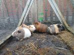 Baby cavia's (mannetjes) zoeken goeie thuis, Dieren en Toebehoren, Knaagdieren, November, Meerdere dieren, Cavia