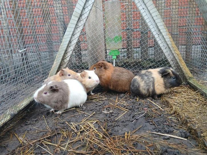 Baby cavia's (mannetjes) zoeken goeie thuis, Dieren en Toebehoren, Knaagdieren, Meerdere dieren, Cavia, November