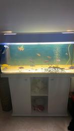 Aquarium 200L avec 20 poissons, Utilisé