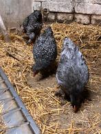 Kippen, Dieren en Toebehoren