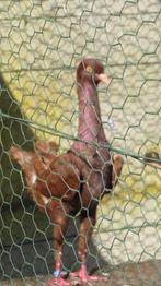 maltezer kipduif, Meerdere dieren