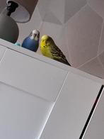 Twee grasparkieten voor 15 euro per stuk, Dieren en Toebehoren, Vogels | Overige Vogels