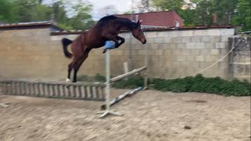 Kleindochter Quick star, Le tot de Semilly, … beschikbaar voor biedingen