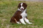 Australische Herder pups te koop (beide ouders aanwezig)