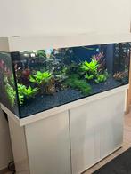 Juwel 240 aquarium  samen met prachtige dwerg cichliden, Dieren en Toebehoren, Ophalen, Zo goed als nieuw