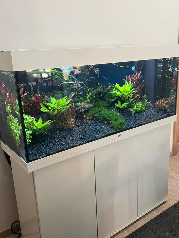 Juwel 240 aquarium  samen met prachtige dwerg cichliden, Dieren en Toebehoren, Vissen | Aquaria en Toebehoren, Zo goed als nieuw