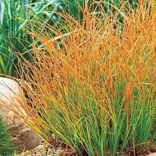 Carex 'Prairie fire', Tuin en Terras, Planten | Tuinplanten, Vaste plant, Siergrassen, Halfschaduw, Zomer, Ophalen