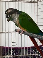 Couple conures, Dieren en Toebehoren, Vogels | Parkieten en Papegaaien