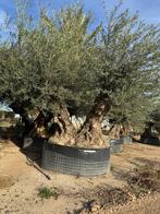 Olijfboom doblo tronco, Enlèvement ou Envoi, 100 à 250 cm, Plein soleil, Olivier
