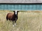 Zwartbles dek ram, Mannelijk, Schaap, 0 tot 2 jaar